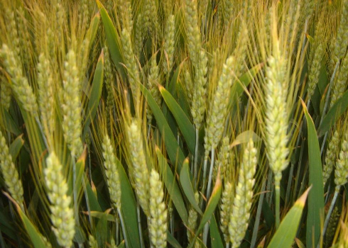 Level 10 Field of Wheat